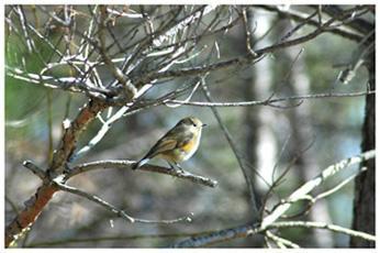 ルリビタキ：長野県 原村、八ヶ岳中央高原の自然（鳥）