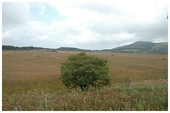 八島ヶ原湿原